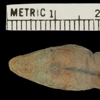 Media type: image; Herpetology R-34788